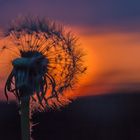 Pusteblume im Sonnenuntergang