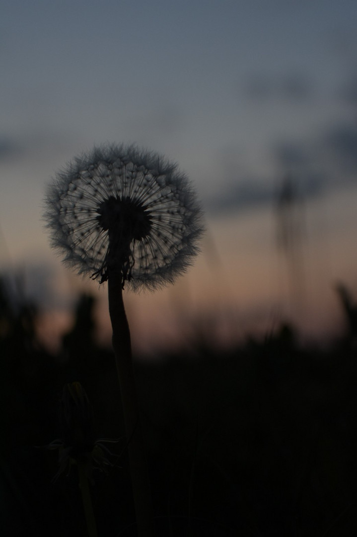 Pusteblume im Sonnenuntergang