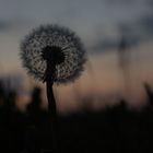 Pusteblume im Sonnenuntergang