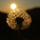 Pusteblume im Sonneuntergang