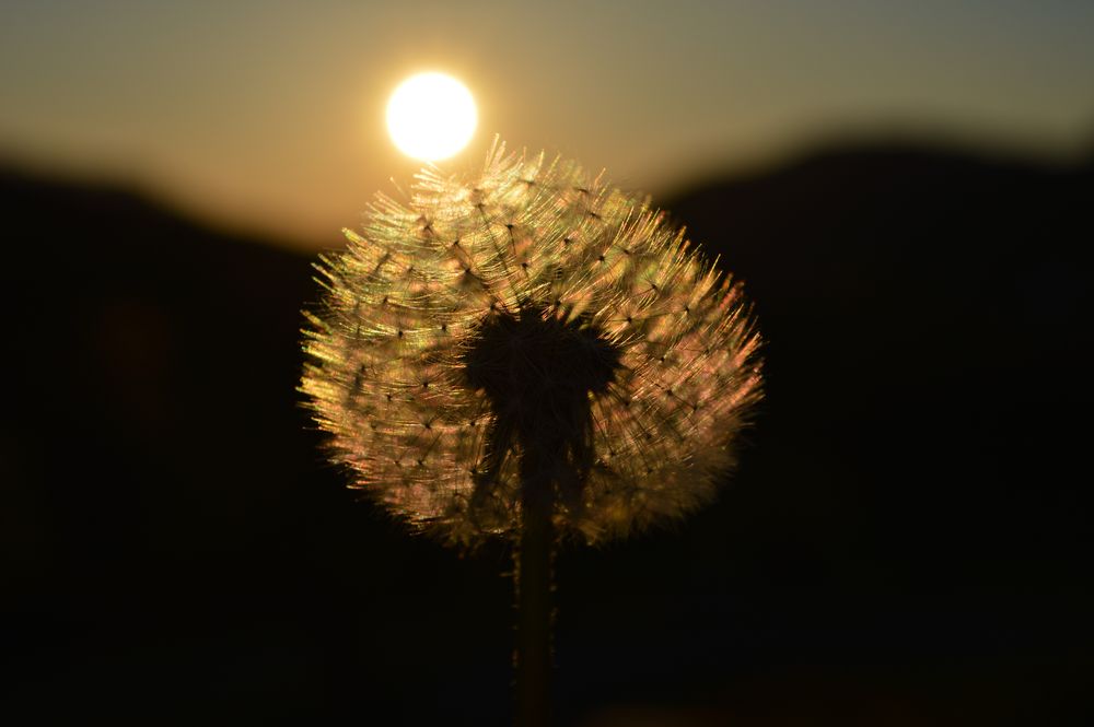 Pusteblume im Sonneuntergang