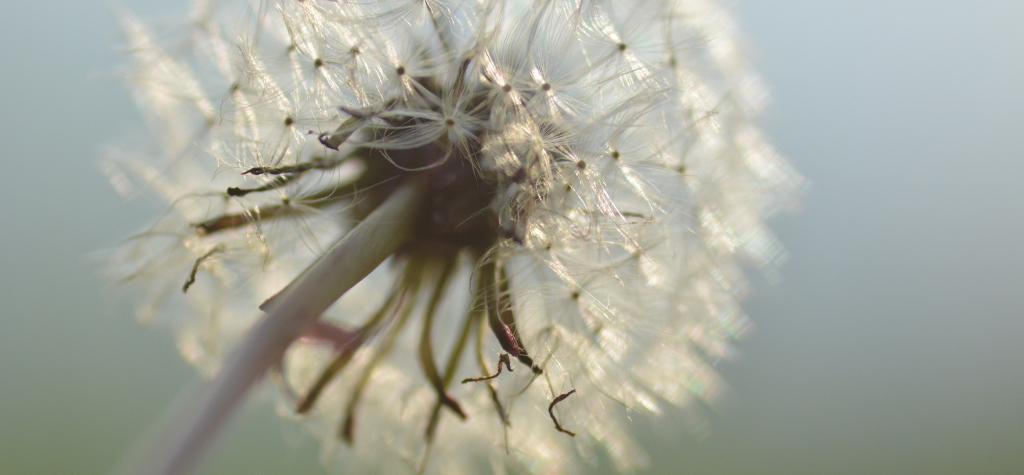 Pusteblume im Spätsommer