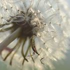 Pusteblume im Spätsommer