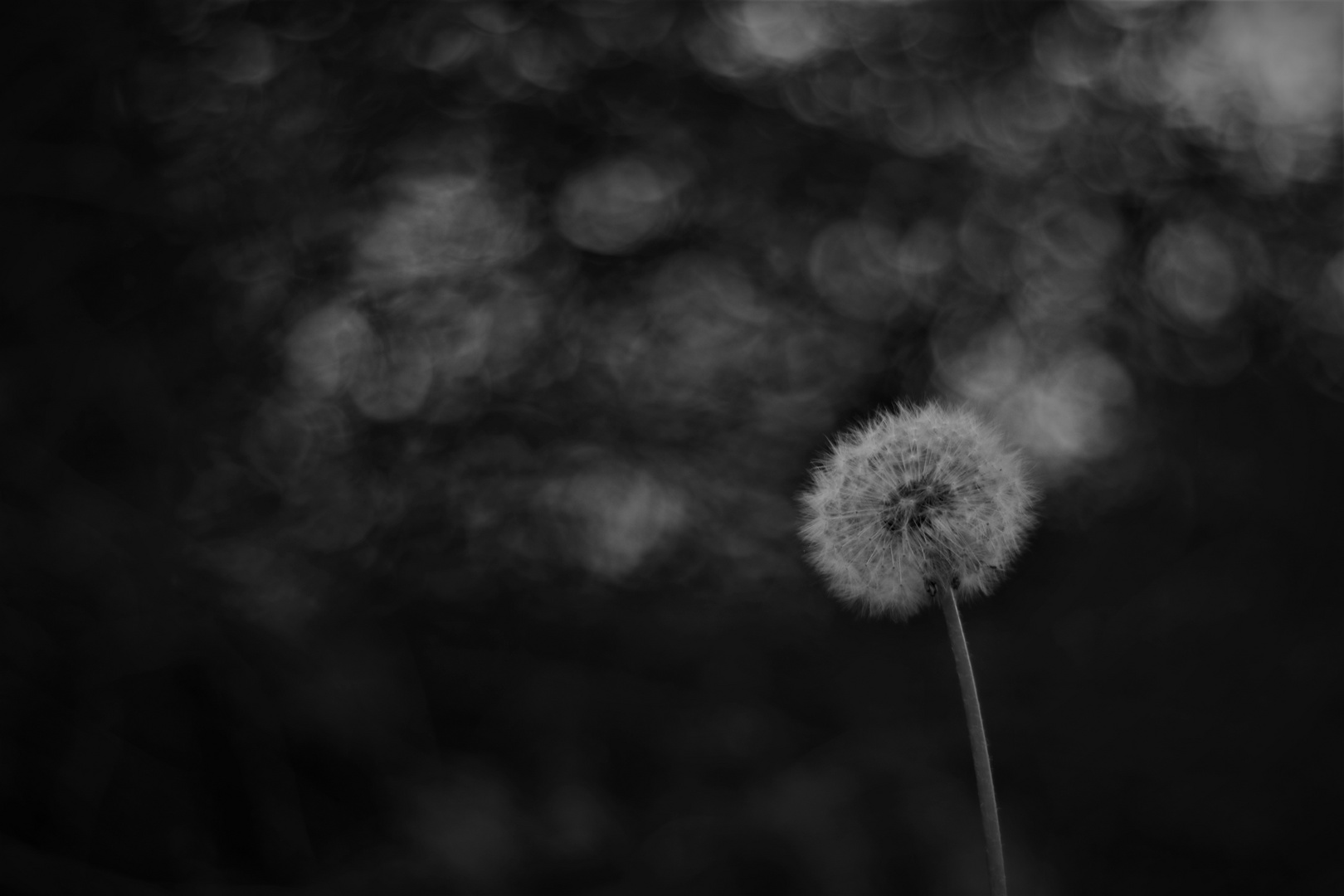 Pusteblume im Streulicht