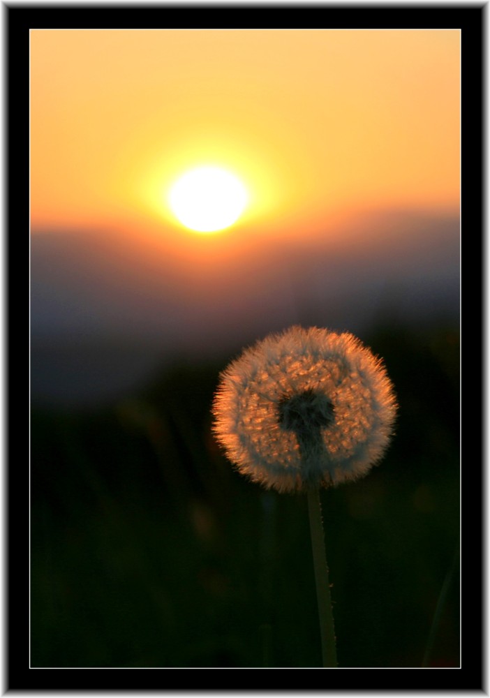 Pusteblume im Sunset