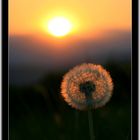 Pusteblume im Sunset