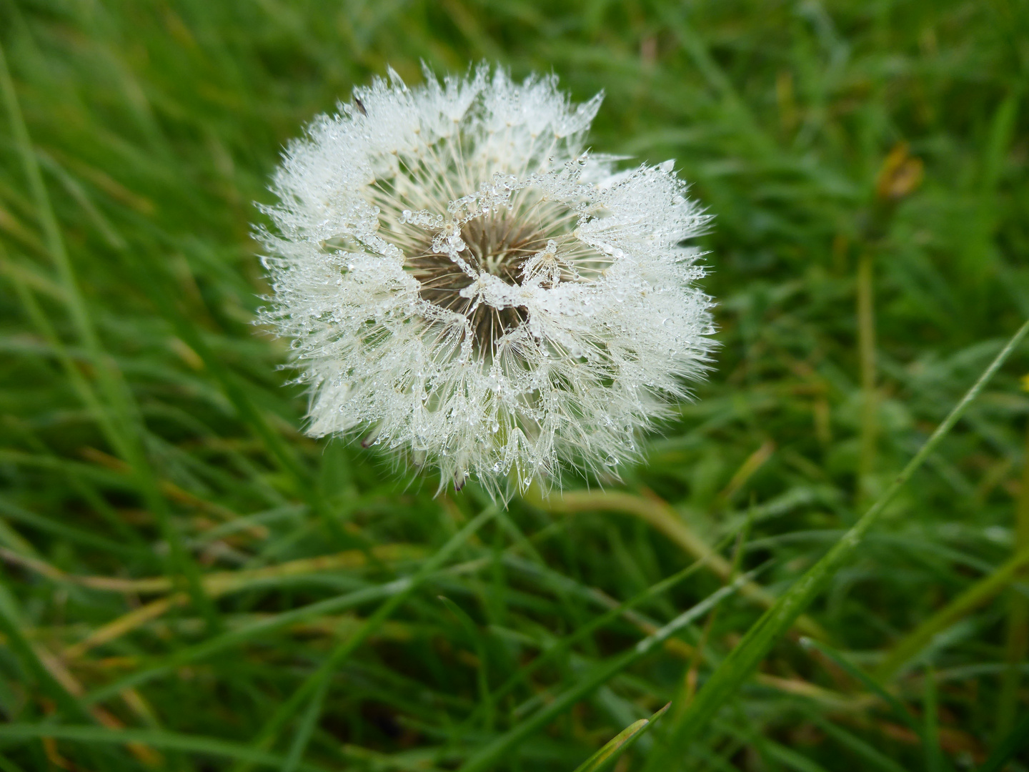 Pusteblume im Tau