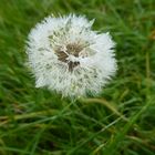 Pusteblume im Tau