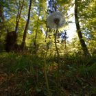 Pusteblume im Wald