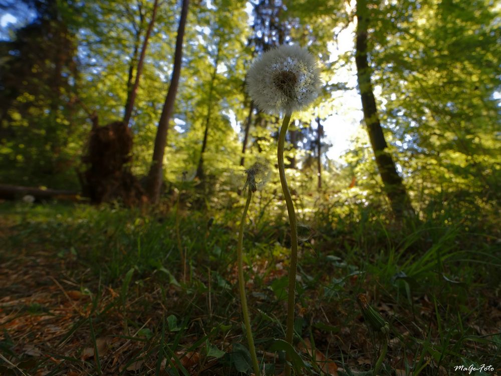 Pusteblume im Wald