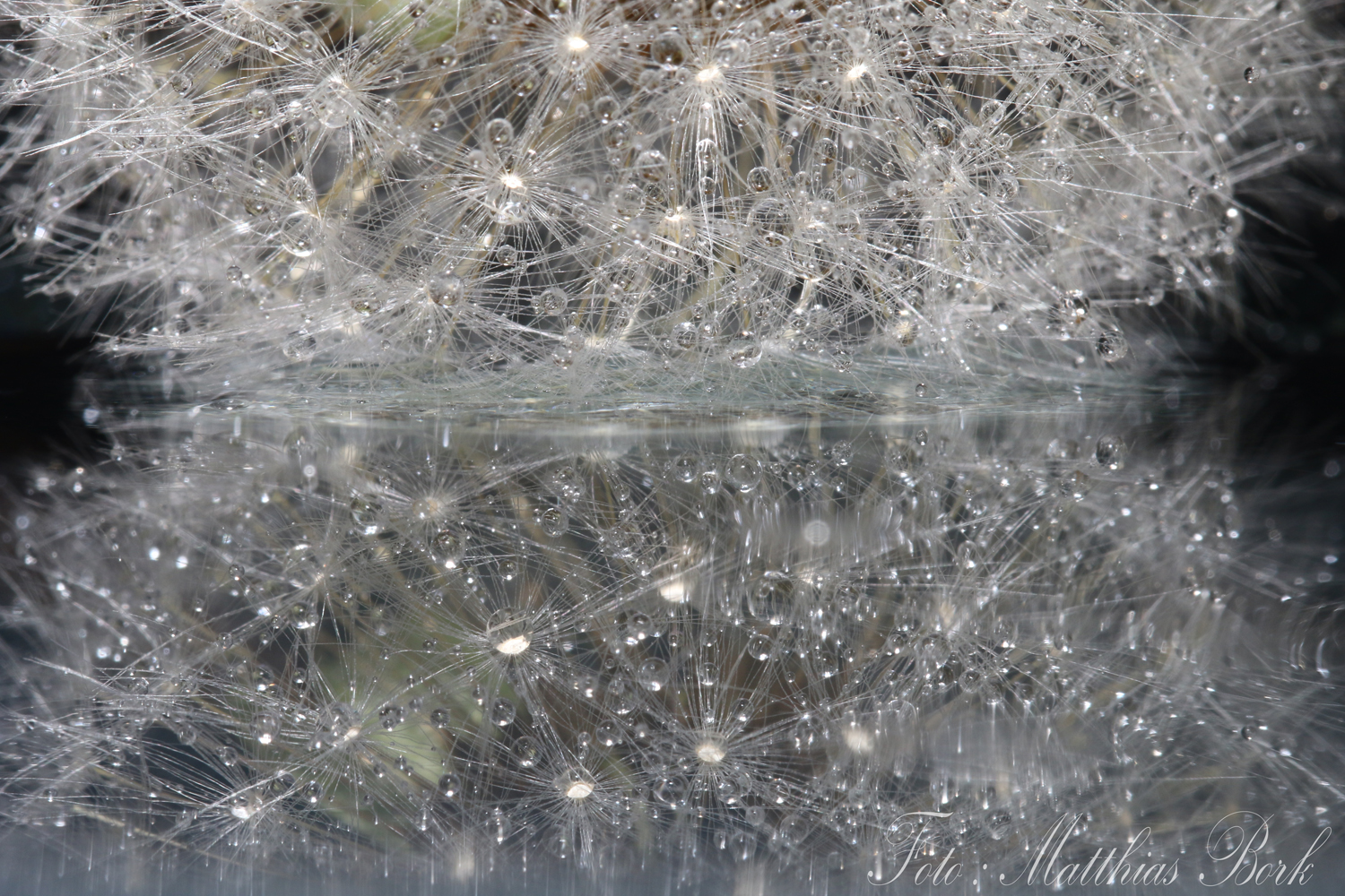 Pusteblume im Wasser