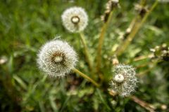 Pusteblume im Weitwinkel