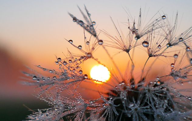 Pusteblume im Wet-Look