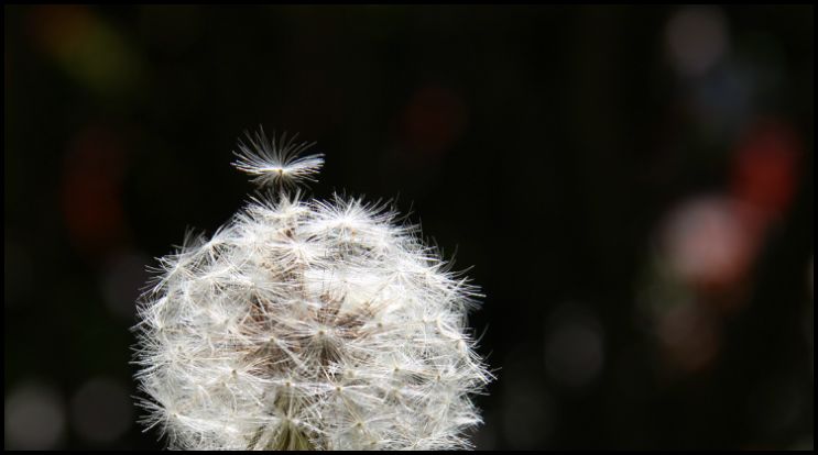 Pusteblume im Wind..