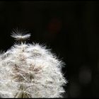 Pusteblume im Wind..