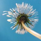 Pusteblume im Wind