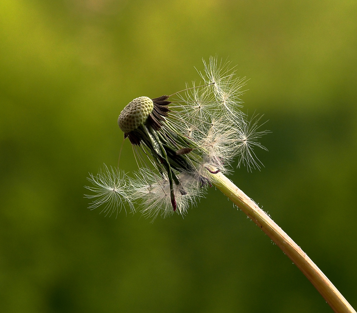 Pusteblume im Wind