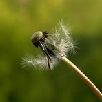 Pusteblume im Wind