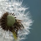 Pusteblume im Wind