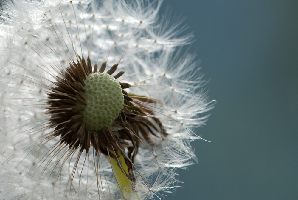 Pusteblume im Wind