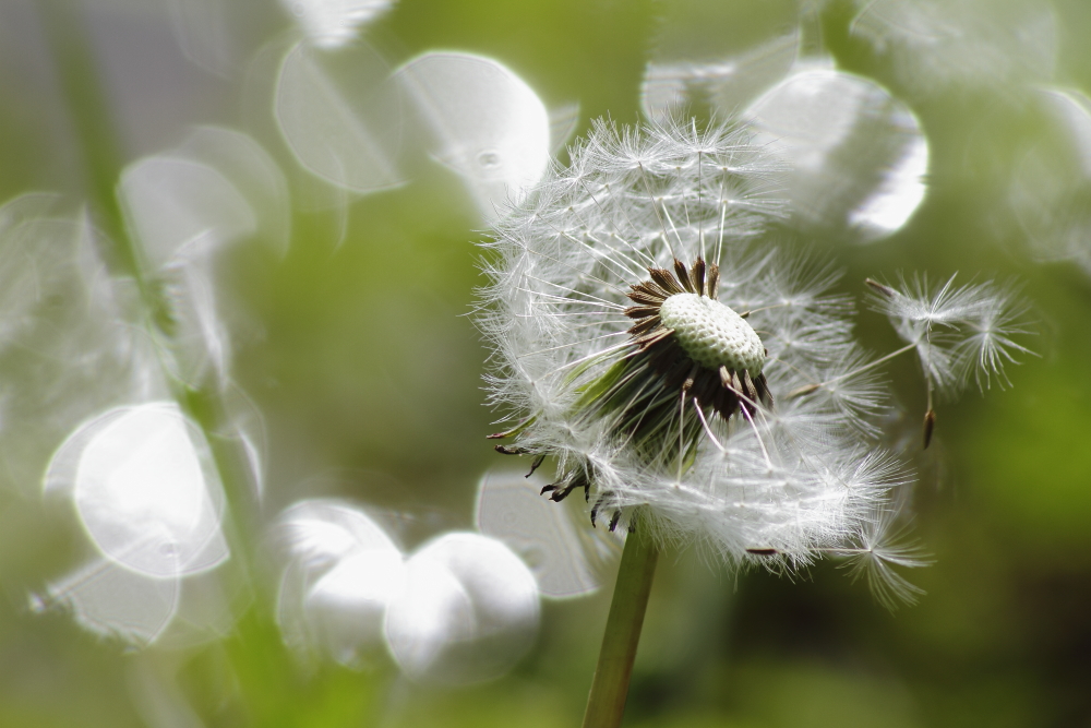 Pusteblume im Wind