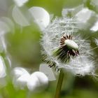 Pusteblume im Wind