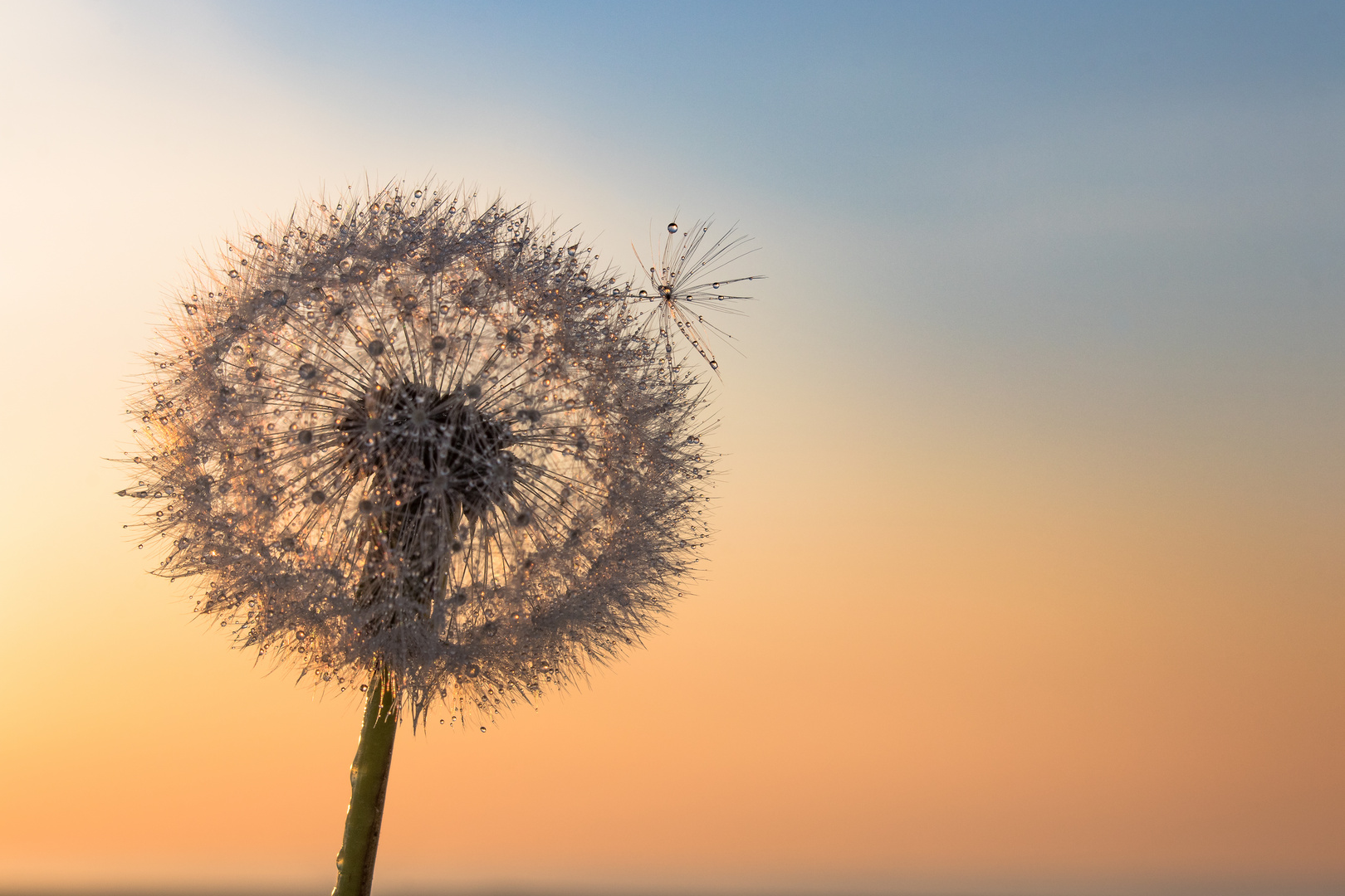 "Pusteblume" im Wind