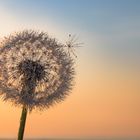 "Pusteblume" im Wind