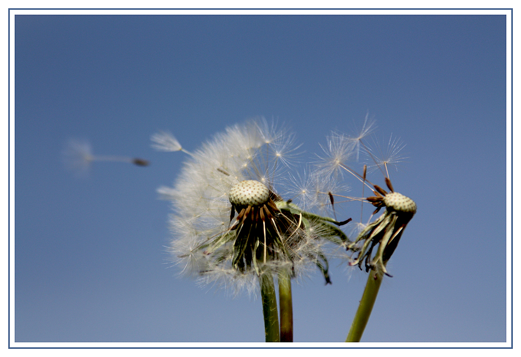 Pusteblume im Wind