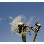 Pusteblume im Wind