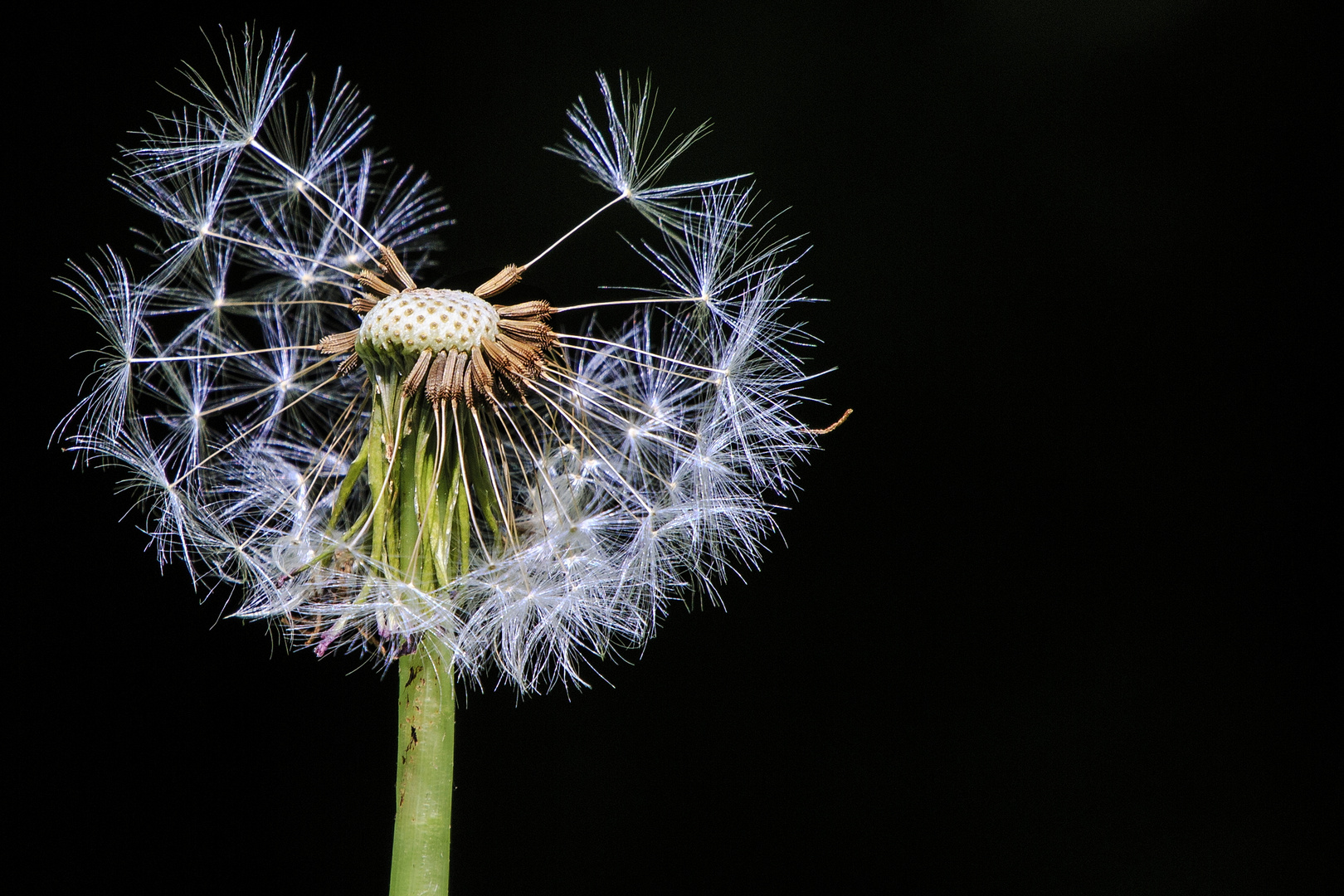 Pusteblume im Wind