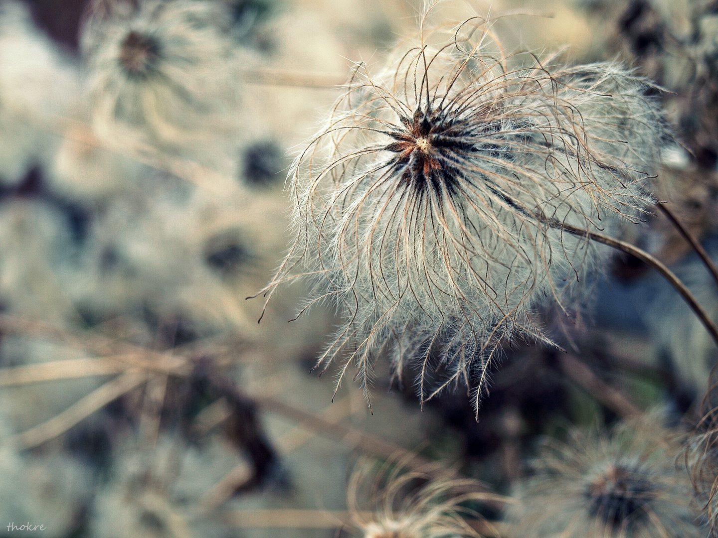 Pusteblume im Winter