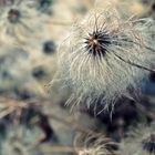 Pusteblume im Winter