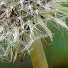 Pusteblume IMG_0278