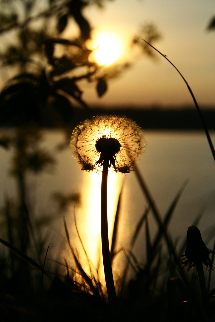 Pusteblume in Abenddämmerung