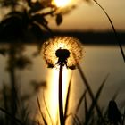 Pusteblume in Abenddämmerung