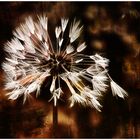 Pusteblume in Art