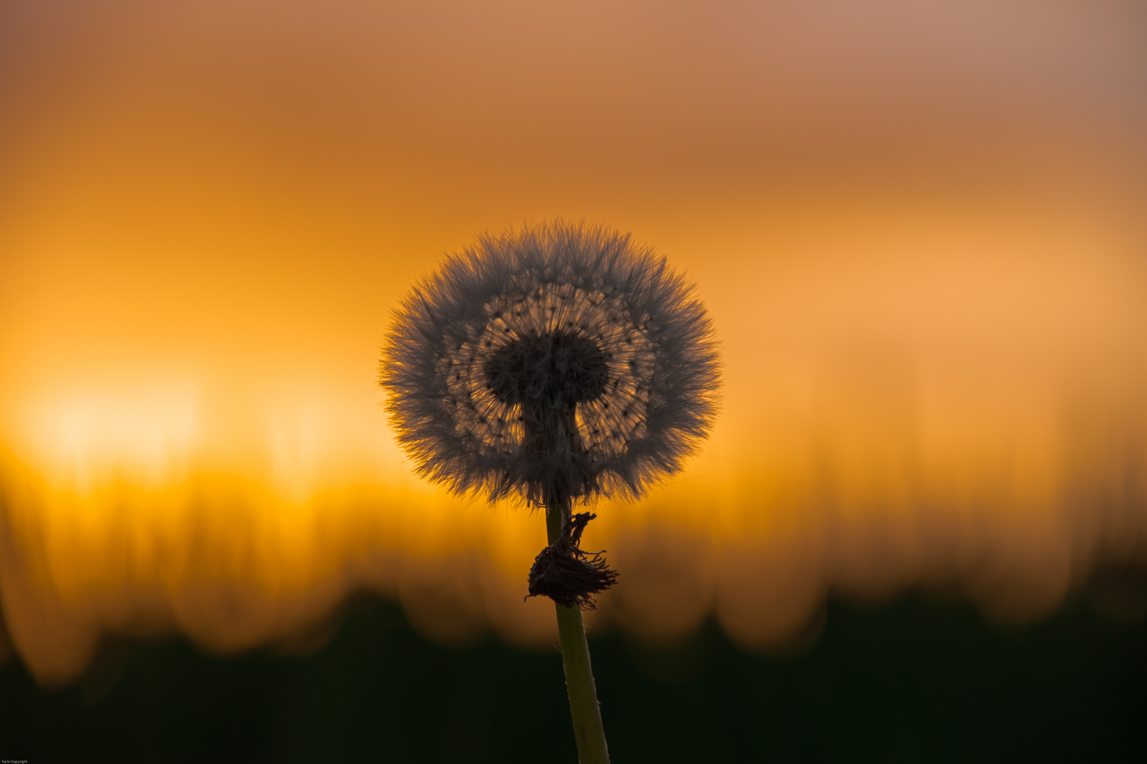 Pusteblume in der Abendämmerung