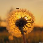 Pusteblume in der Abendämmerung