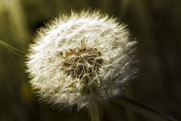 Pusteblume in der Abendsonne