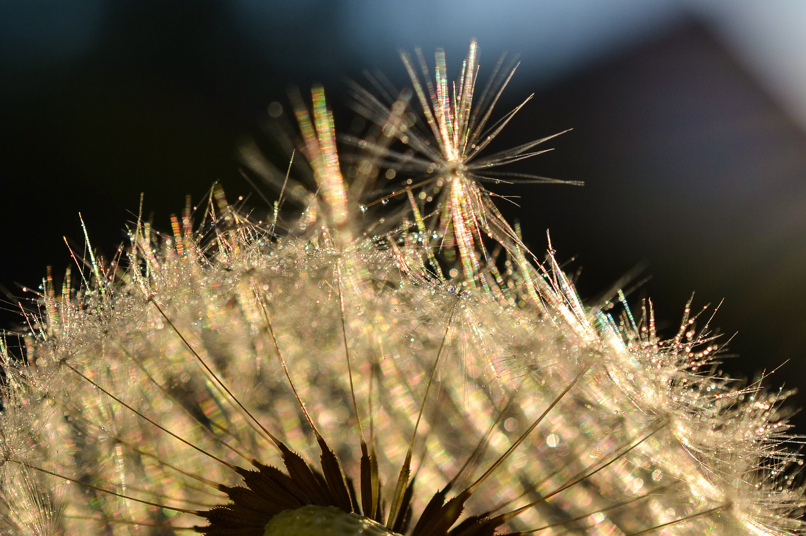 Pusteblume in der Abendsonne