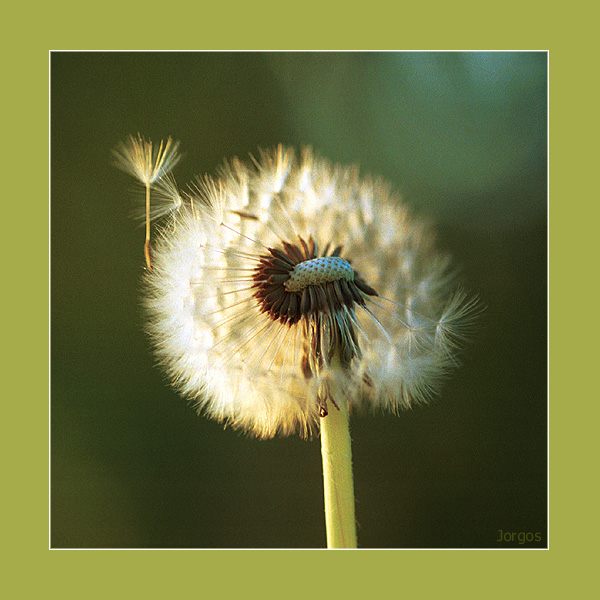 Pusteblume in der Abendsonne