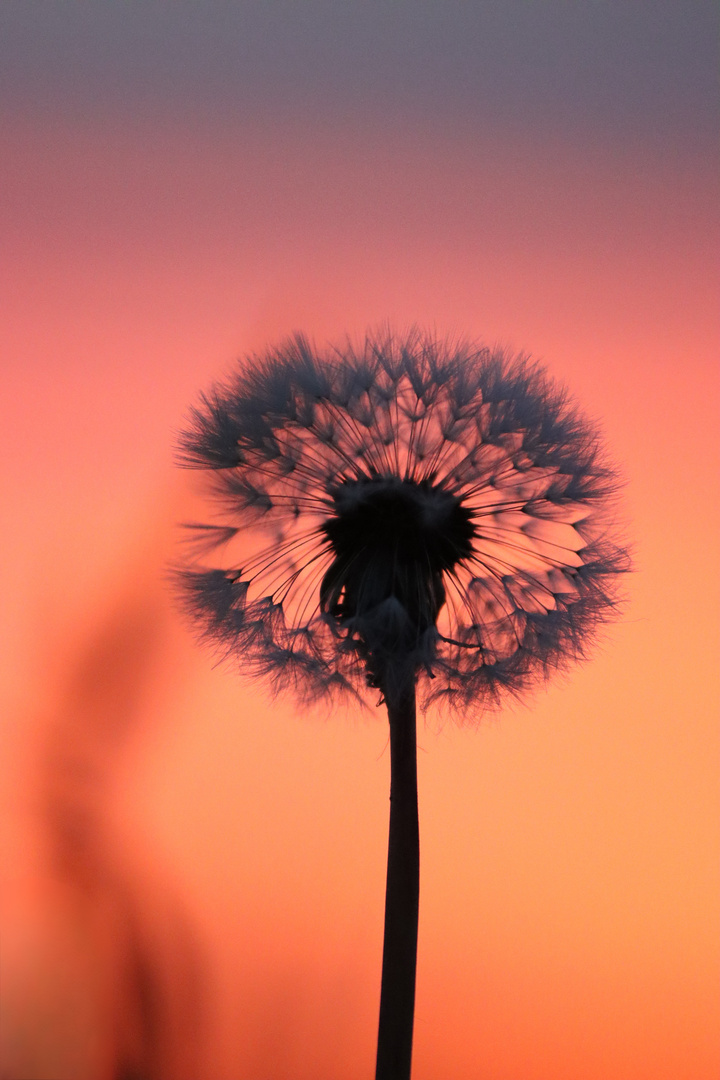 Pusteblume in der Abendsonne 