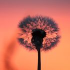 Pusteblume in der Abendsonne 