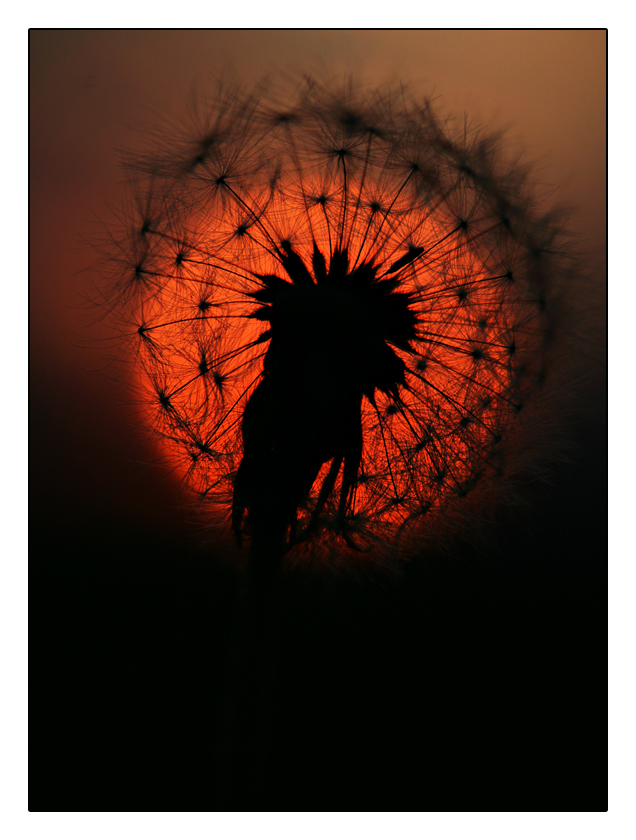 Pusteblume in der Abendsonne