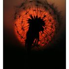 Pusteblume in der Abendsonne