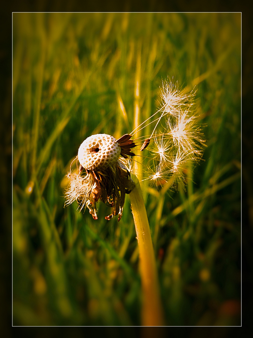 Pusteblume in der Abendsonne