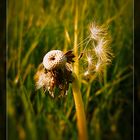 Pusteblume in der Abendsonne