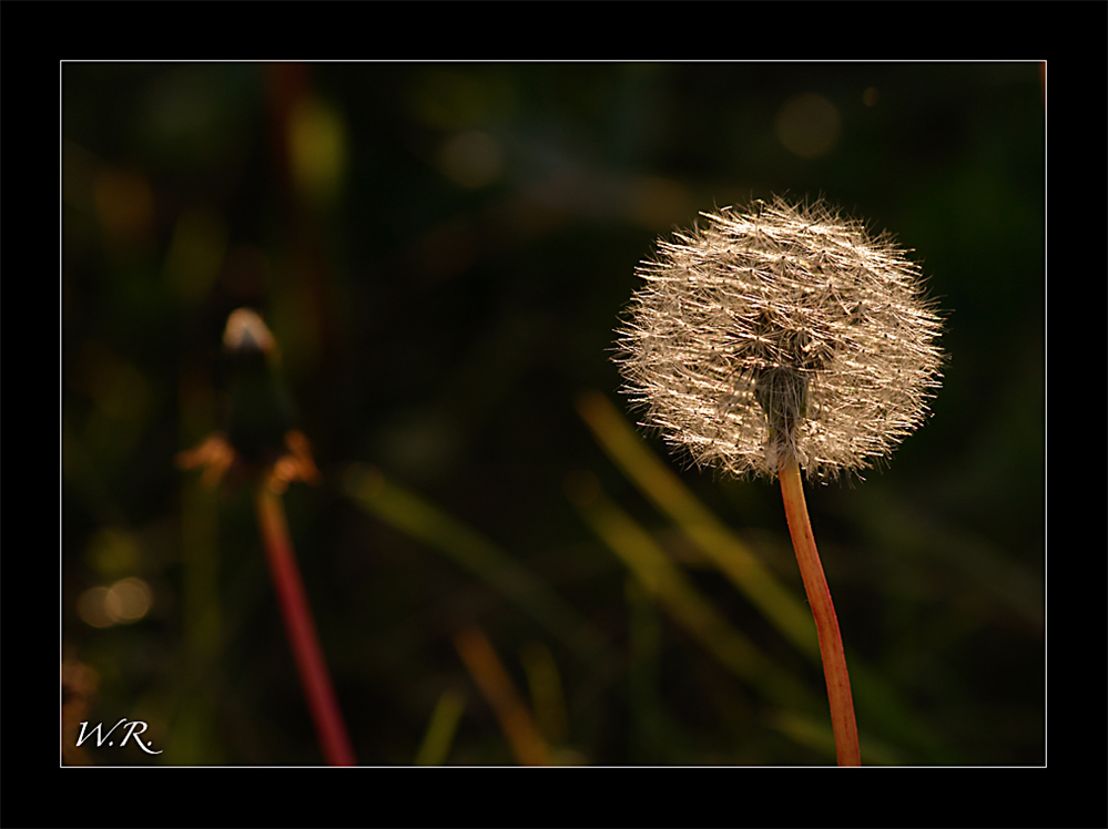 Pusteblume in der Abendsonne