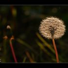 Pusteblume in der Abendsonne